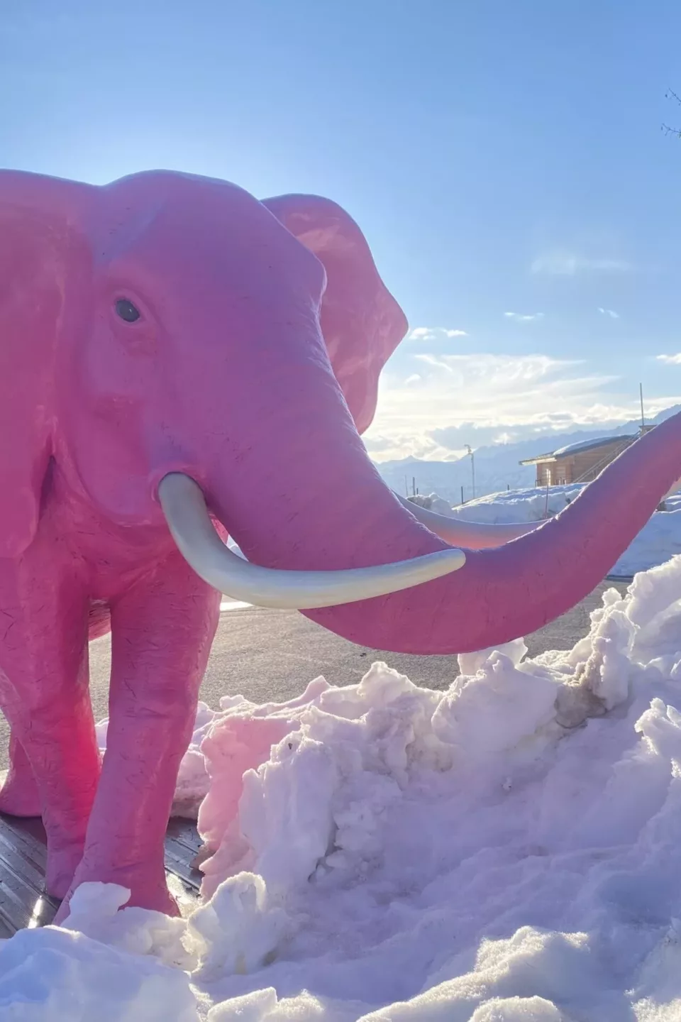 The Pink Elephant of La Rosière: In the Footsteps of Hannibal at